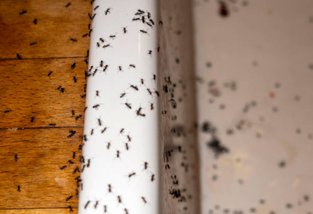 Wasp Removal Services in Eastlawn Gardens, PA